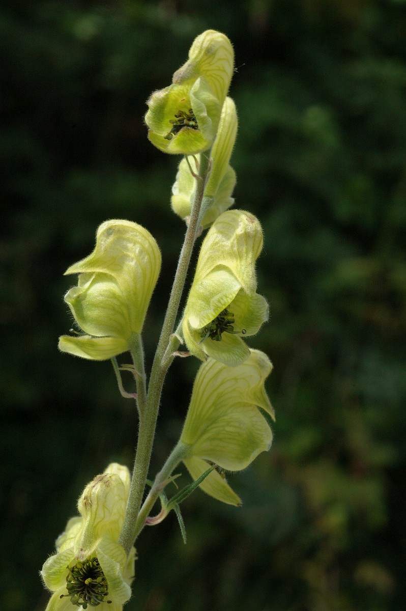 Aconitum anthora